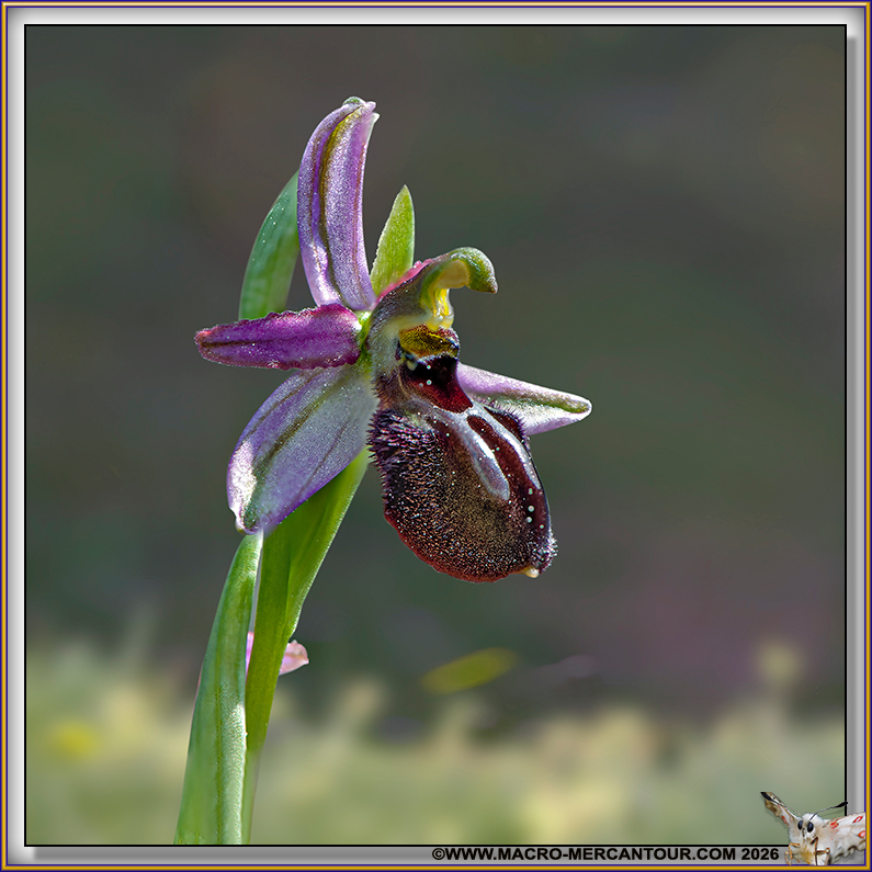 Ophrys arachnitiformis